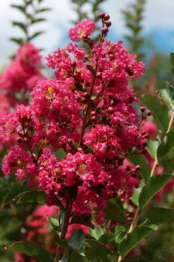 Tonto Red Crape Myrtle - 5 Gallon Pot -OLALA Plant Shop Crape Myrtle Tonto 10 1