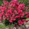 Tonto Red Crape Myrtle - 3 Gallon Pot