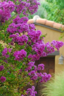 Zuni Purple Crape Myrtle - 6 Pack 1 Gallon Pots -OLALA Plant Shop Crape Myrtle Zuni 2 1