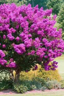 Zuni Purple Crape Myrtle - 6 Pack 1 Gallon Pots -OLALA Plant Shop Crape Myrtle Zuni 4 1