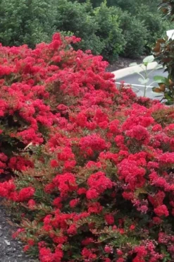 Cherry Dazzle Dwarf Crape Myrtle - 3 Gallon Pot -OLALA Plant Shop Crape20Myrtle Cherry Dazzle 500x750 2