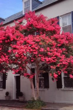 Tuscarora Watermelon Red Crape Myrtle - 5 Gallon Pot -OLALA Plant Shop Crape20Myrtle Tuscarora 12