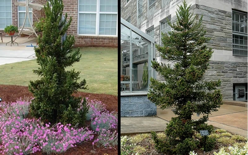 Black Dragon Cryptomeria - Japanese Cedar - 3 Gallon Pot 4 Black Dragon Cryptomeria - Japanese Cedar - 3 Gallon Pot - Image 4