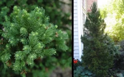 Black Dragon Cryptomeria - Japanese Cedar - 5 Gallon Pot -OLALA Plant Shop Cryptomeria Black Dragon 2