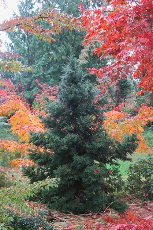 Black Dragon Cryptomeria - Japanese Cedar - 3 Gallon Pot 1 Black Dragon Cryptomeria - Japanese Cedar - 3 Gallon Pot