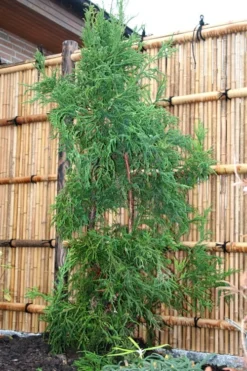 Rasen Sugi Cryptomeria Japanese Cedar - 3 Gallon Pot 13 Rasen Sugi Cryptomeria Japanese Cedar - 3 Gallon Pot -OLALA Plant Shop Cryptomeria Rasen Sugi 1