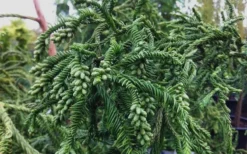 Rasen Sugi Cryptomeria Japanese Cedar - 3 Gallon Pot 11 Rasen Sugi Cryptomeria Japanese Cedar - 3 Gallon Pot -OLALA Plant Shop Cryptomeria Rasen Sugi 3