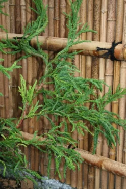 Rasen Sugi Cryptomeria Japanese Cedar - 3 Gallon Pot 12 Rasen Sugi Cryptomeria Japanese Cedar - 3 Gallon Pot -OLALA Plant Shop Cryptomeria Rasen Sugi 4