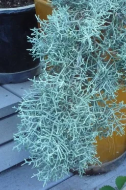 Blue Ice Arizona Cypress - 7 Gallon Pot (4-5') 11 Blue Ice Arizona Cypress - 7 Gallon Pot (4-5') -OLALA Plant Shop Cypress Blue Ice 10