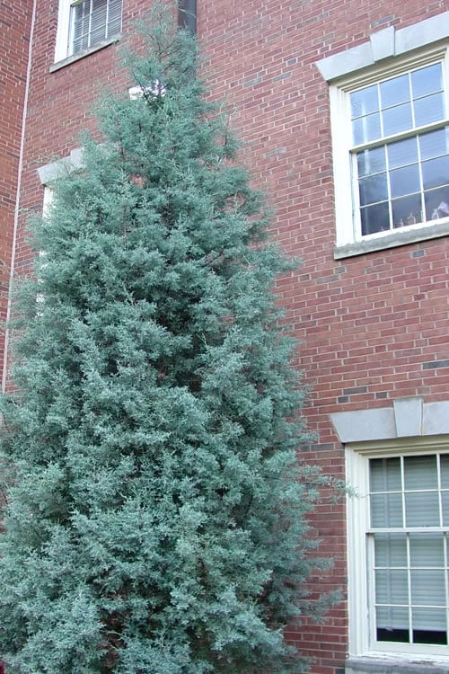 Blue Ice Arizona Cypress - 7 Gallon Pot (5-6') 7 Blue Ice Arizona Cypress - 7 Gallon Pot (5-6') - Image 7