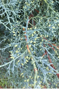 Carolina Sapphire Arizona Cypress - 7 Gallon Pot (3-4') -OLALA Plant Shop Cypress Carolina Sapphire 23