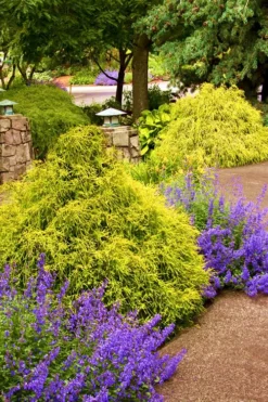 Gold Mop Threadleaf Cypress - 6 Pack Of 1 Gallon Pots -OLALA Plant Shop Cypress Gold Mop 26