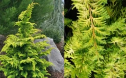 Gold Tip Fernspray Hinoki Cypress - 5 Gallon Pot -OLALA Plant Shop Cypress Gold Tip Fernspray 2