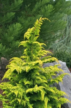 Gold Tip Fernspray Hinoki Cypress - 5 Gallon Pot