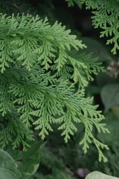 Southern Lace Hinoki Cypress - 1 Gallon Pot -OLALA Plant Shop Cypress Hinoki Southern Lace 13