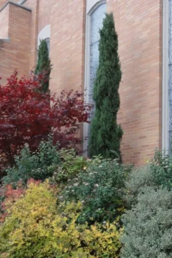 Italian Cypress - 6 Pack Of 1 Gallon Pots -OLALA Plant Shop Cypress Italian 10