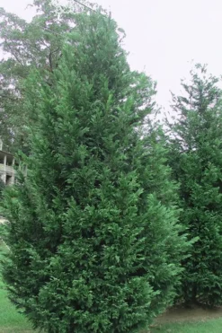 Leyland Cypress - 3 Gallon Pot