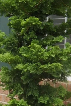 Slender Hinoki Cypress - 3 Gallon Pot (3-4') 8 Slender Hinoki Cypress - 3 Gallon Pot (3-4') -OLALA Plant Shop Cypress Slender Hinoki 19