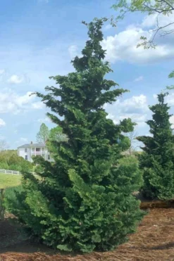 Slender Hinoki Cypress - 3 Gallon Pot (3-4') 9 Slender Hinoki Cypress - 3 Gallon Pot (3-4') -OLALA Plant Shop Cypress Slender Hinoki Rev 500x750 1