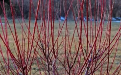 Flamingo Dappled Willow (Shrub Form) - 1 Gallon Pot -OLALA Plant Shop Dappled Willow Tree Stems 1