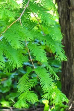 Dawn Redwood Tree (Metasequoia Glyptostroboides) - 1 Gallon Pot 12 Dawn Redwood Tree (Metasequoia Glyptostroboides) - 1 Gallon Pot -OLALA Plant Shop Dawn Redwood 2
