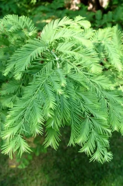 Dawn Redwood Tree (Metasequoia Glyptostroboides) - 1 Gallon Pot 15 Dawn Redwood Tree (Metasequoia Glyptostroboides) - 1 Gallon Pot -OLALA Plant Shop Dawn Redwood 3