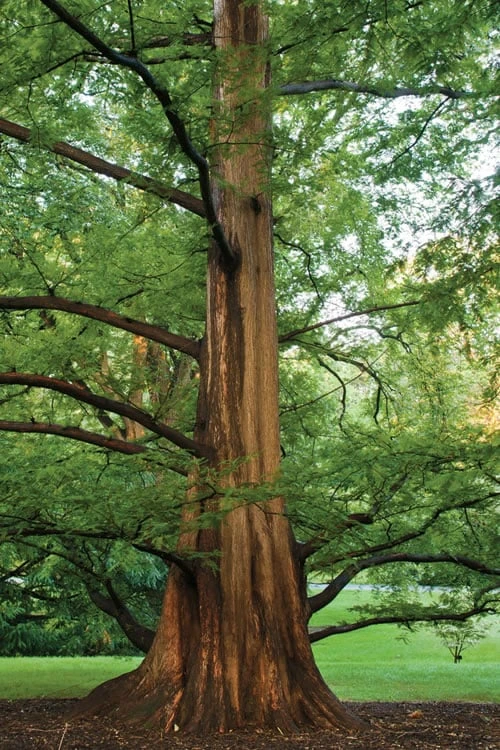 Dawn Redwood Tree (Metasequoia Glyptostroboides) - 1 Gallon Pot 6 Dawn Redwood Tree (Metasequoia Glyptostroboides) - 1 Gallon Pot - Image 6
