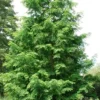 Dawn Redwood Tree (Metasequoia Glyptostroboides) - 1 Gallon Pot