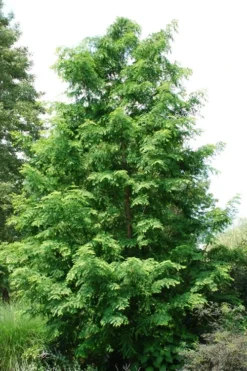 Dawn Redwood Tree (Metasequoia Glyptostroboides) - 1 Gallon Pot