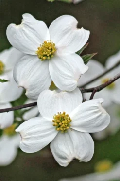 Appalachian Spring White Dogwood - 5 Gallon Pot 10 Appalachian Spring White Dogwood - 5 Gallon Pot -OLALA Plant Shop Dogwood Appalachian Spring 2