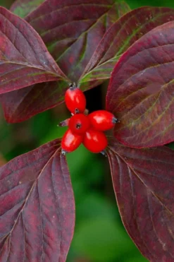 Appalachian Spring White Dogwood - 5 Gallon Pot 11 Appalachian Spring White Dogwood - 5 Gallon Pot -OLALA Plant Shop Dogwood Appalachian Spring 3