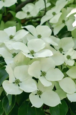 Blue Ray White Chinese Dogwood - Cornus Kousa - 2 Gallon Pot -OLALA Plant Shop Dogwood Blue Ray 16