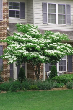 Blue Ray White Chinese Dogwood - Cornus Kousa - 2 Gallon Pot -OLALA Plant Shop Dogwood Blue Ray 4
