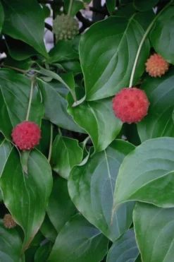 Blue Ray White Chinese Dogwood - Cornus Kousa - 2 Gallon Pot -OLALA Plant Shop Dogwood Blue Ray 6