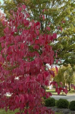 Blue Ray White Chinese Dogwood - Cornus Kousa - 2 Gallon Pot -OLALA Plant Shop Dogwood Blue Ray 7