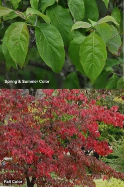 Cherokee Brave Red Dogwood Tree - Cornus Florida - 3 Gallon Pot -OLALA Plant Shop Dogwood Cherokee Chief 7