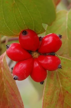 Cherokee Brave Red Dogwood Tree - Cornus Florida - 3 Gallon Pot -OLALA Plant Shop Dogwood Cherokee Chief 8