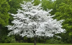 Cherokee Princess White Dogwood - 7 Gallon Pot (4-5') -OLALA Plant Shop Dogwood Cherokee Princess 50 1