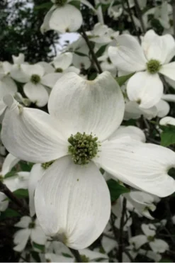 Jean's Appalachian Snow White Dogwood Tree - 7 Gallon Pot (5-6') -OLALA Plant Shop Dogwood Cherokee Princess 500x750 1