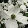 Cherokee Princess White Dogwood - 7 Gallon Pot (4-5')