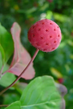 Pink Chinese Dogwood - Cornus Kousa 'Satomi' - 5 Gallon Pot -OLALA Plant Shop Dogwood Chinese Pink Satomi 5 1