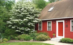 White Kousa Chinese Dogwood - Cornus Kousa - 2 Gallon Pot (4 To 5 Feet Tall) -OLALA Plant Shop Dogwood Chinese White 1