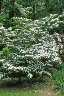 White Kousa Chinese Dogwood - Cornus Kousa - 2 Gallon Pot (4 To 5 Feet Tall) -OLALA Plant Shop Dogwood Chinese White 12