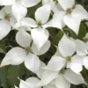 White Kousa Chinese Dogwood - Cornus Kousa - 2 Gallon Pot (4 To 5 Feet Tall)