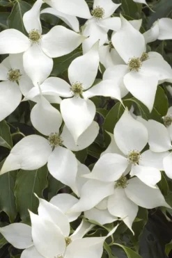 White Kousa Chinese Dogwood - Cornus Kousa - 2 Gallon Pot (4 To 5 Feet Tall)