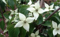 White Kousa Chinese Dogwood - Cornus Kousa - 2 Gallon Pot (4 To 5 Feet Tall) -OLALA Plant Shop Dogwood Chinese White 2