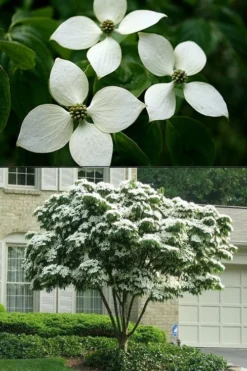 White Kousa Chinese Dogwood - Cornus Kousa - 2 Gallon Pot (4 To 5 Feet Tall) -OLALA Plant Shop Dogwood Chinese White 2 500x750 1