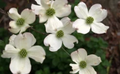 Cherokee Princess White Dogwood - 7 Gallon Pot (4-5') -OLALA Plant Shop Dogwood Chrokee Princess Flowers