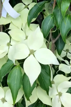 Greensleeves Dogwood - Cornus Kousa - 5 Gallon Pot -OLALA Plant Shop Dogwood GreenSleeves 12 1