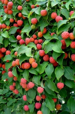 Greensleeves Dogwood (Cornus Kousa) - 1 Gallon Pot -OLALA Plant Shop Dogwood GreenSleeves Berries 10